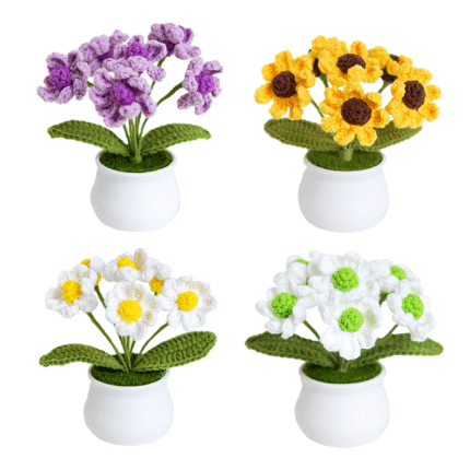 Small daisy potted plants